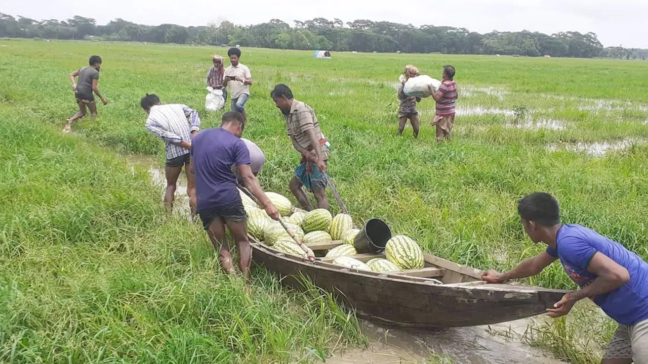 বৃষ্টির পানিতে তলিয়ে গেছে তরমুজ ক্ষেত, চাষিদের মাথায় হাত