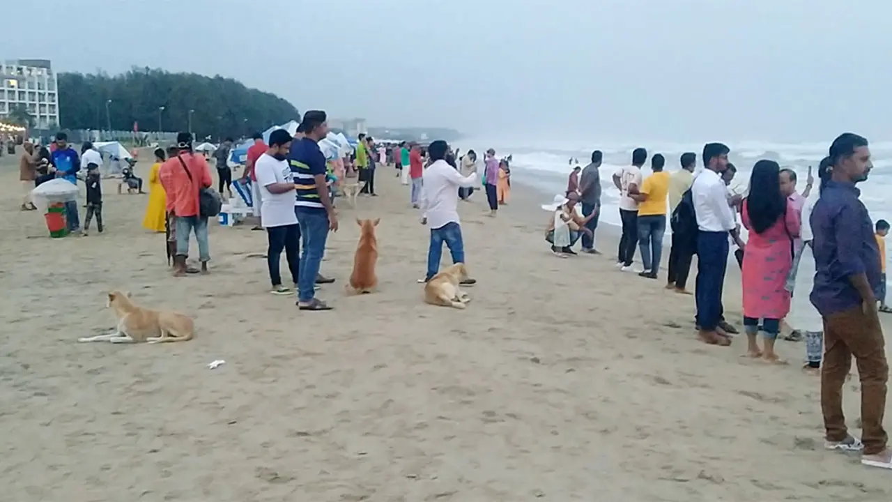 কক্সবাজার সৈকতে কুকুর আতঙ্কে পর্যটকরা