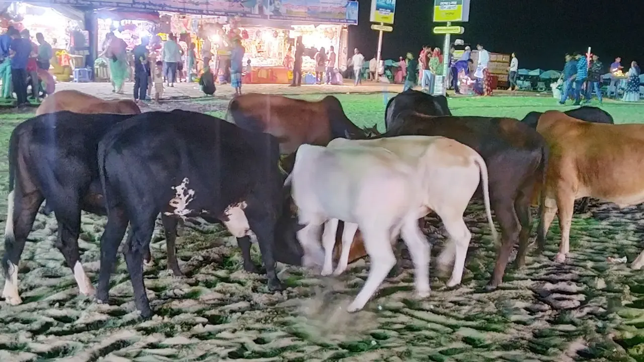 কক্সবাজার সমুদ্র সৈকতে গরুর অবাধ বিচরণ, আতঙ্কে পর্যটকরা