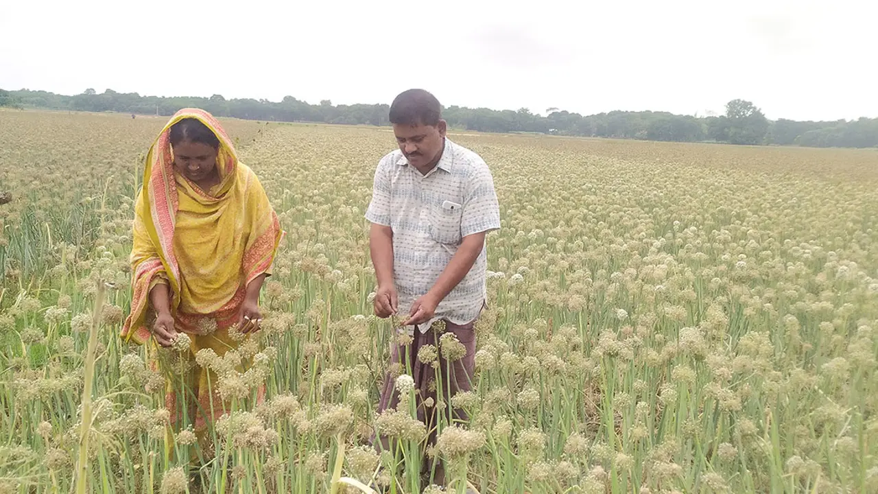 পেঁয়াজের বীজ চাষে কোটিপতি সাহিদা