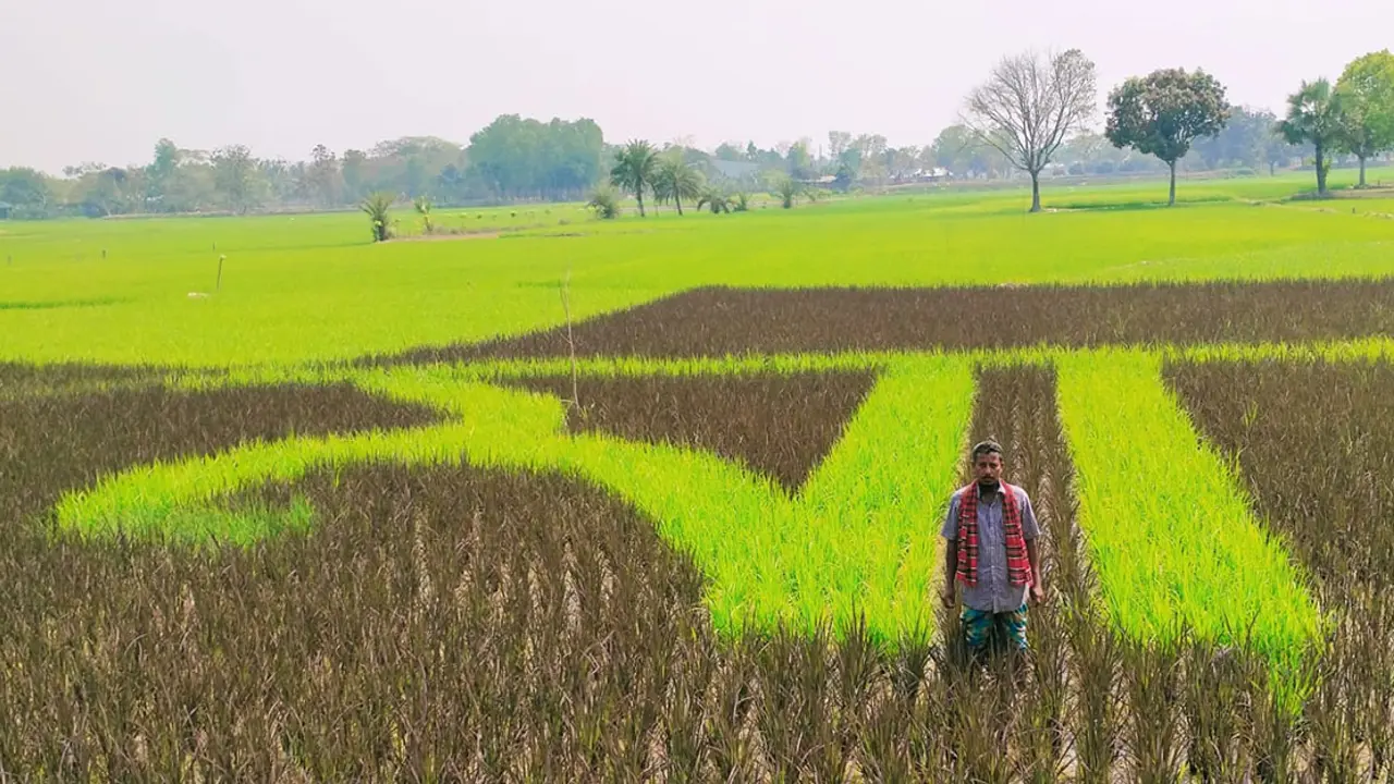 মায়ের প্রতি ভালোবাসা ফুটল ধানখেতে