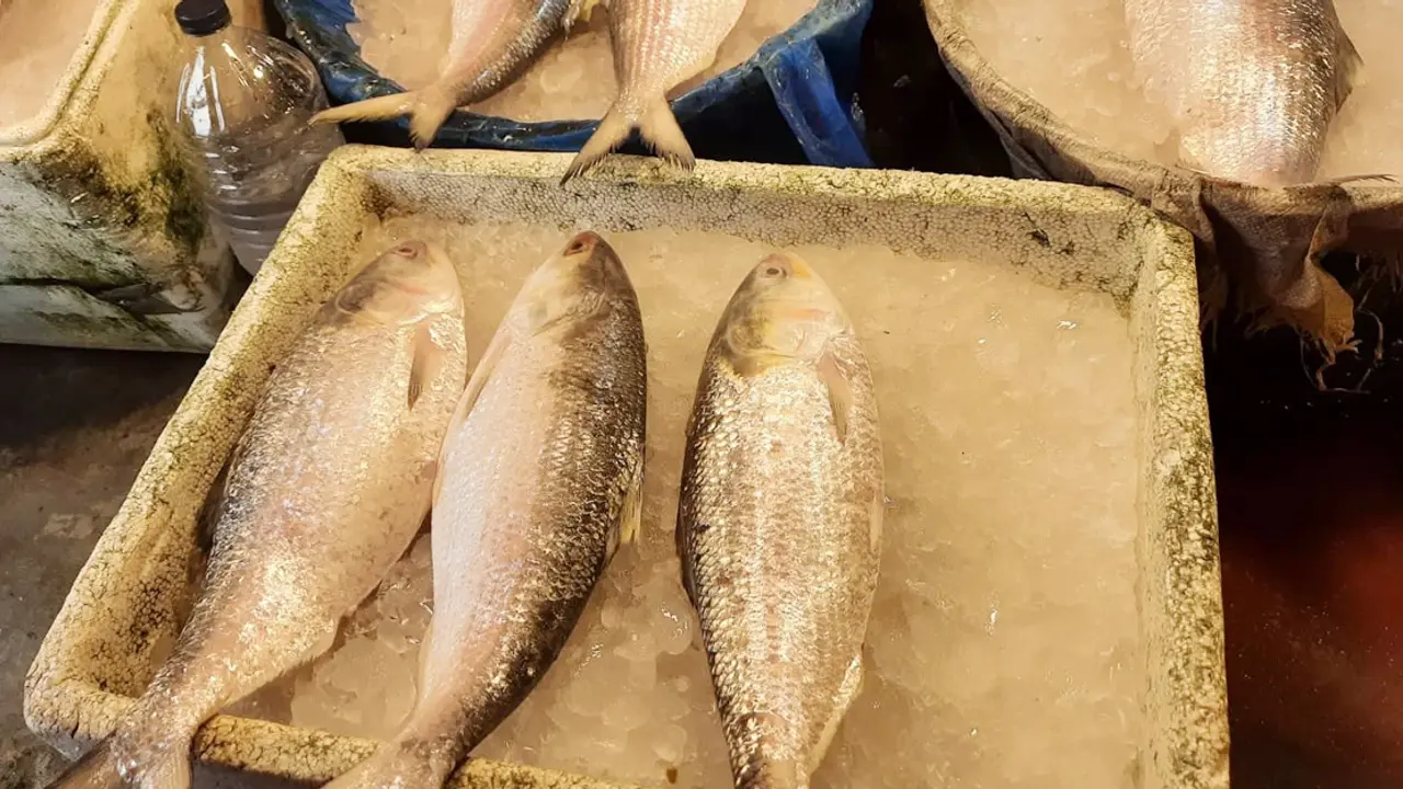 মধ্যবিত্তের নাগালের বাইরে ইলিশ