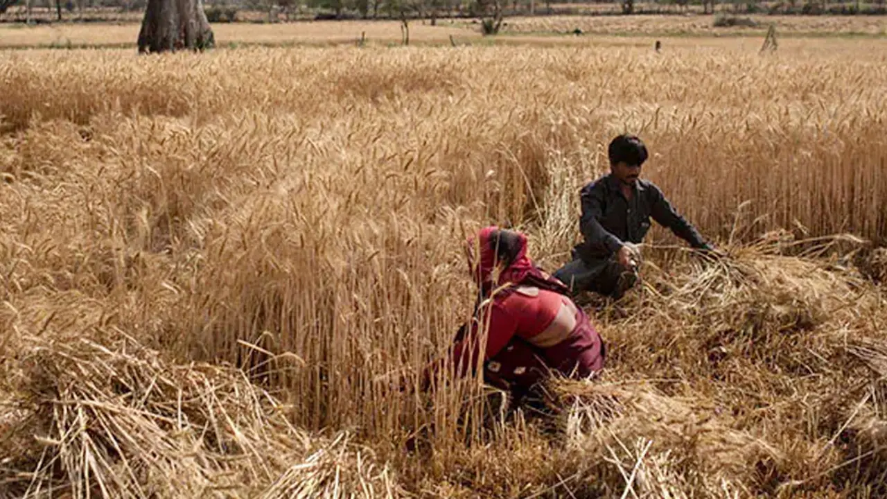 গম রপ্তানিতে নিষেধাজ্ঞা দিল ভারত