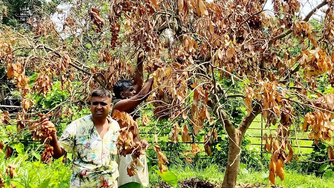হঠাৎ মারা যাচ্ছে লিচুগাছ, ভাঙছে কৃষকের স্বপ্ন