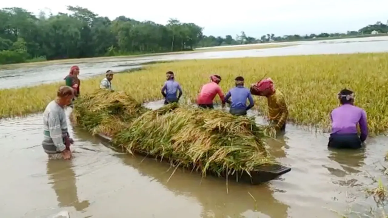 নেত্রকোনায় ৫০০ হেক্টর জমির বোরো ধান পানির নিচে