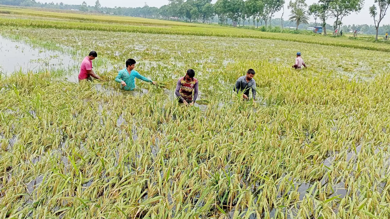 কোমরসমান পানির নিচে সোনালি ধান, শ্রমিক সংকটে কৃষকের আনন্দ ম্লান