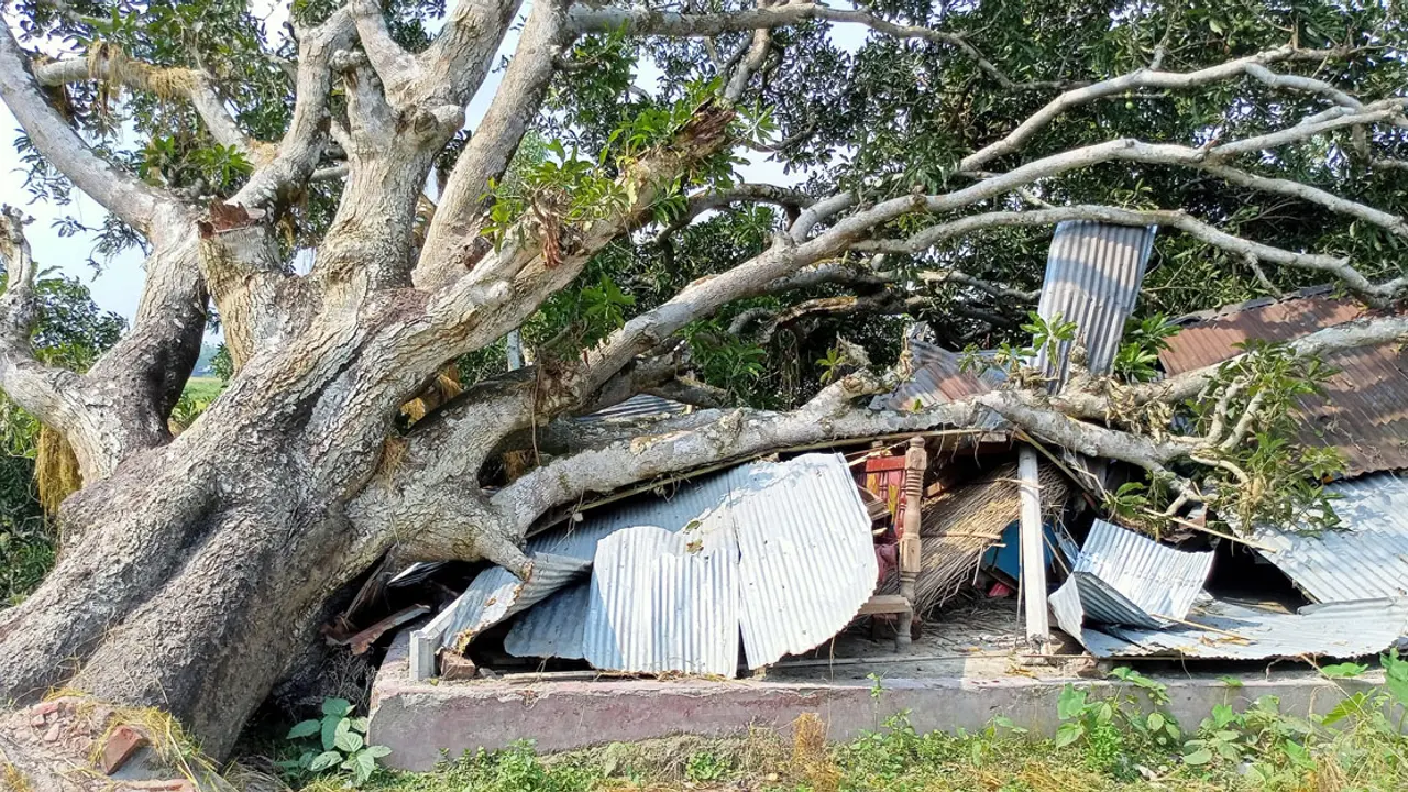 ১২ দিনেও সরানো হয়নি ঝড়ে পড়া গাছ, বিধ্বস্ত ঘরে মানবেতর জীবনযাপন