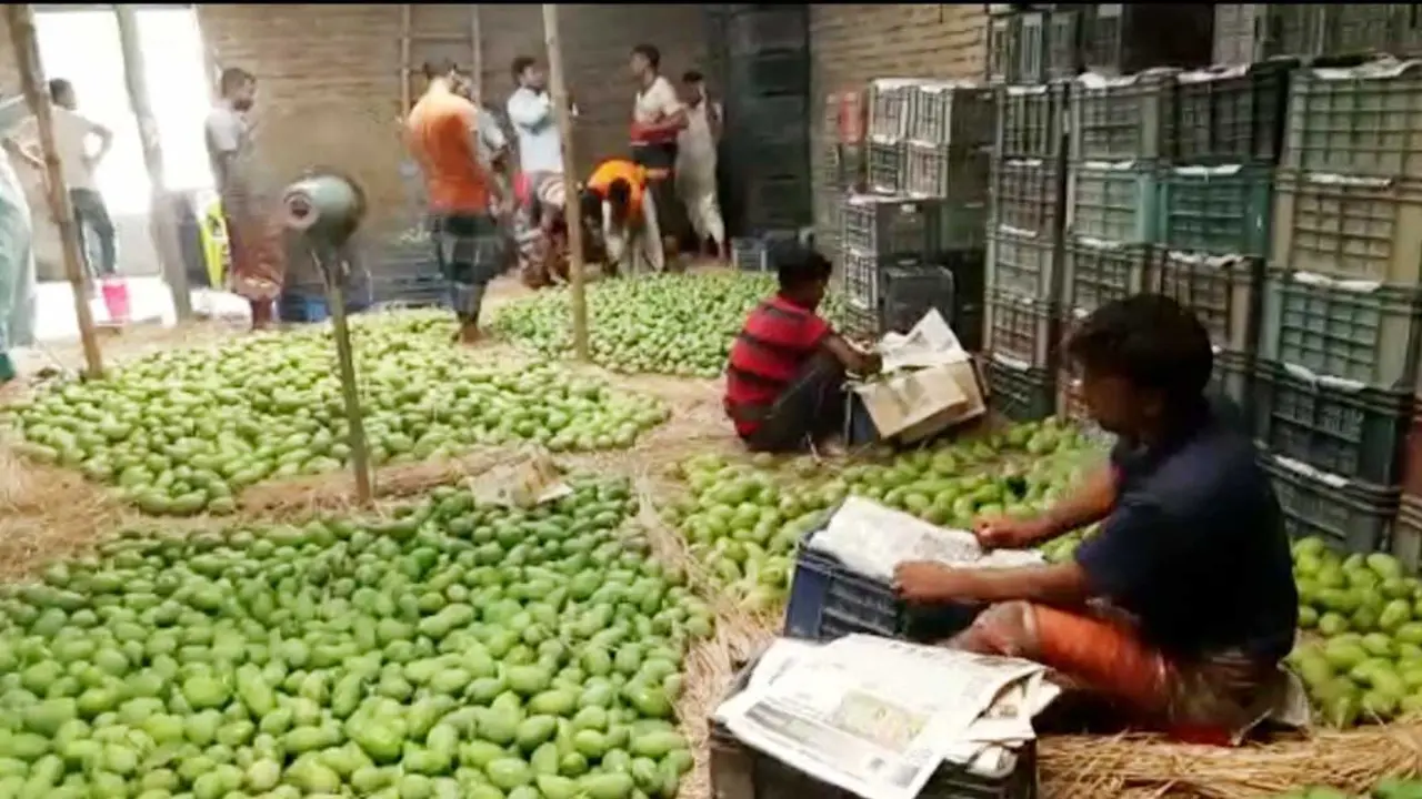 গুটিতে শুরু রাজশাহীর আম বাণিজ্য