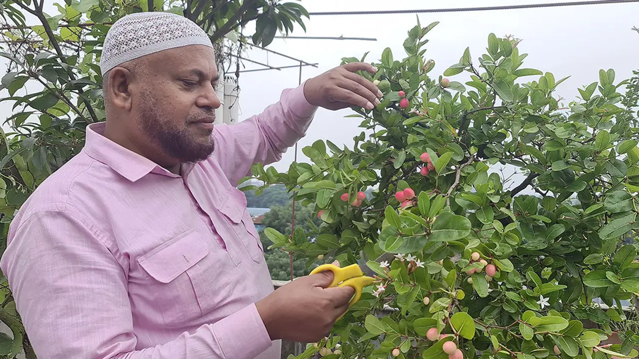 শখের ছাদবাগান থেকে বছরে ৪০ হাজার টাকার ফলন পান বশীর