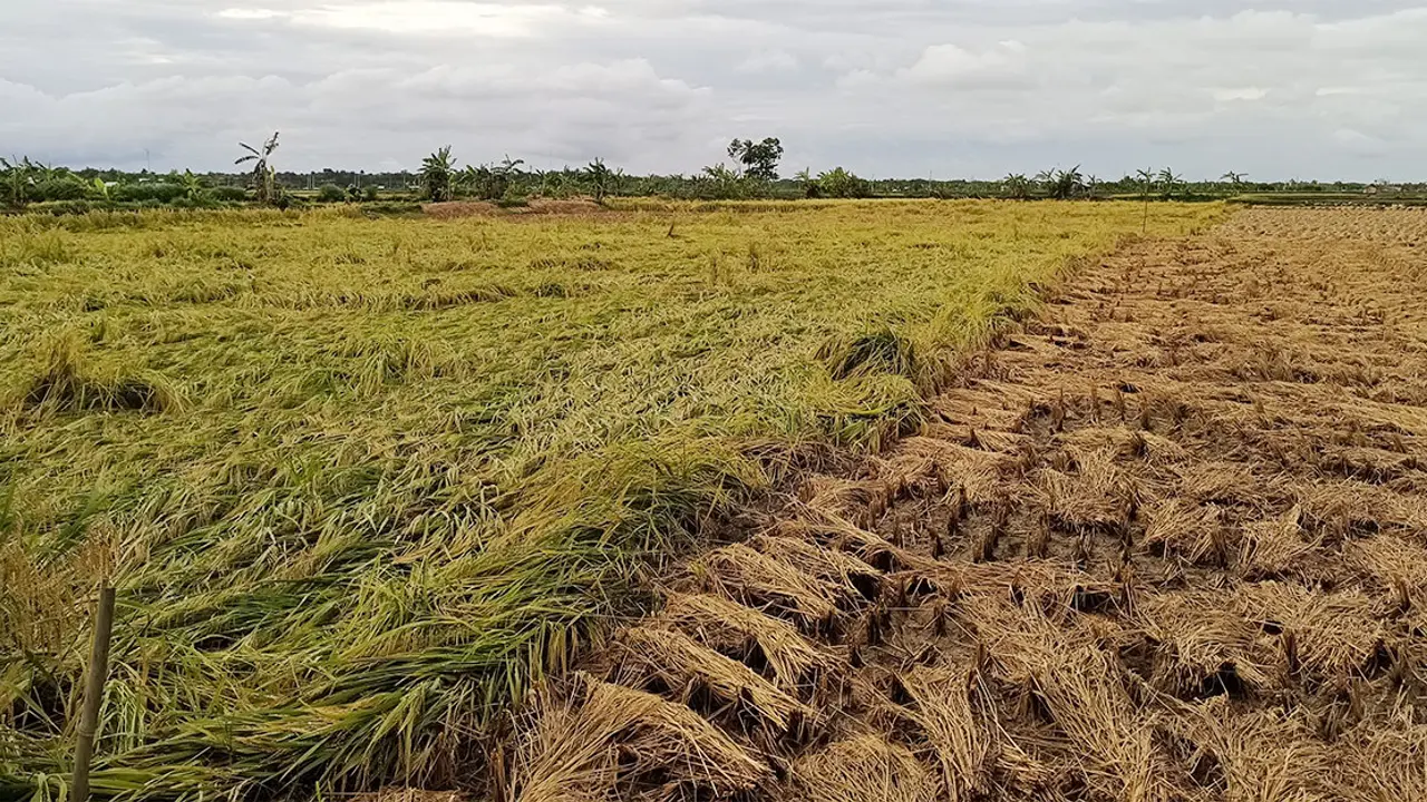সাতক্ষীরায় ১১৫০০ হেক্টর জমির ধান মাঠে, দুশ্চিন্তায় কৃষক
