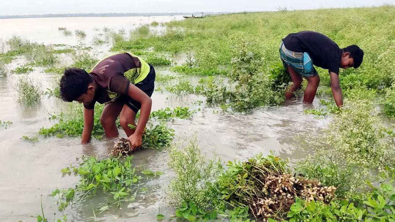 অসময়ে যমুনায় পানি, টাঙ্গাইলে তলিয়ে গেছে বিভিন্ন ফসল