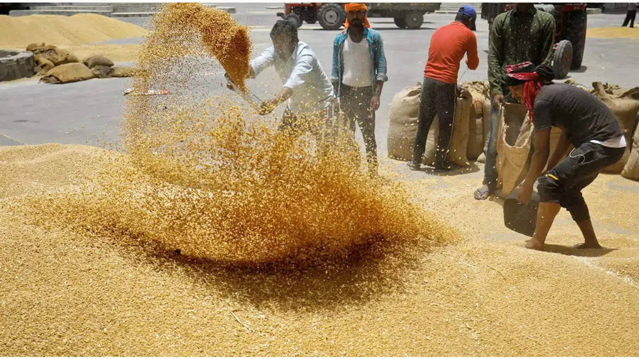 ভারত গম রপ্তানি নিষিদ্ধ করল কেন?