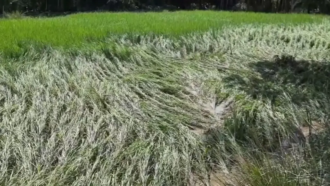 ভোলায় সিত্রাংয়ে ৫০০ কোটি টাকার ক্ষতি