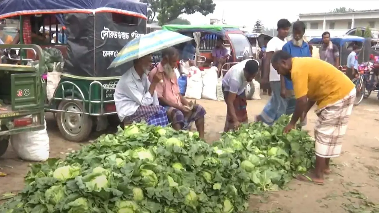 শীতের আগাম সবজি চাষে লাভবান বগুড়ার কৃষকরা