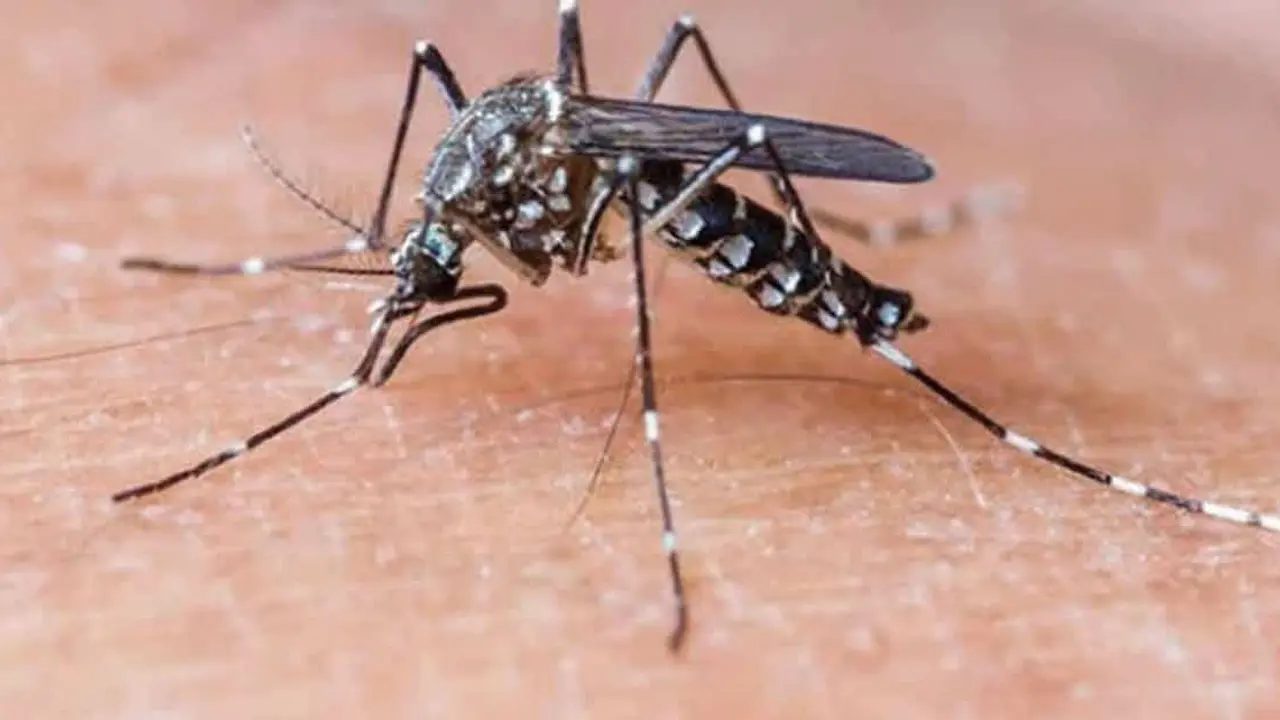 ডেঙ্গুতে আরও একজনের মৃত্যু, হাসপাতালে ভর্তি ৪৯৮