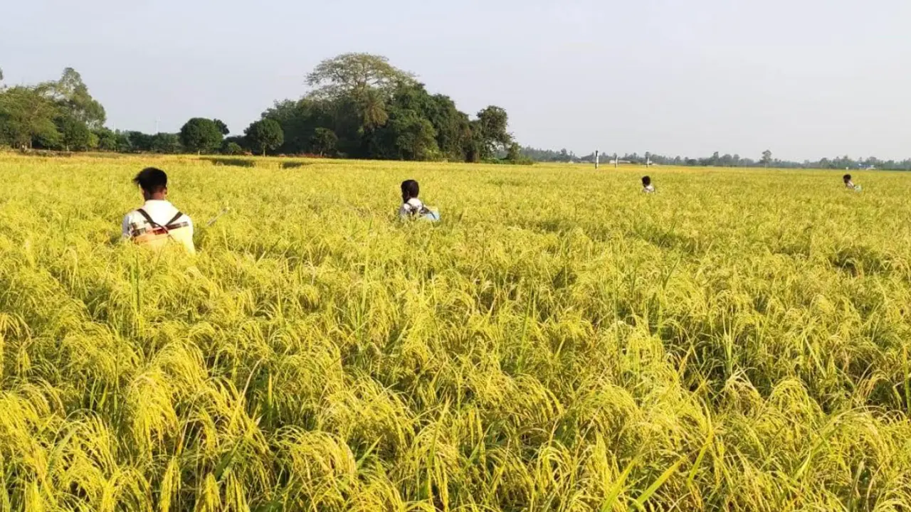 দিনাজপুরে সুগন্ধি ধানের বাম্পার ফলনেও কৃষকের মনে শঙ্কা