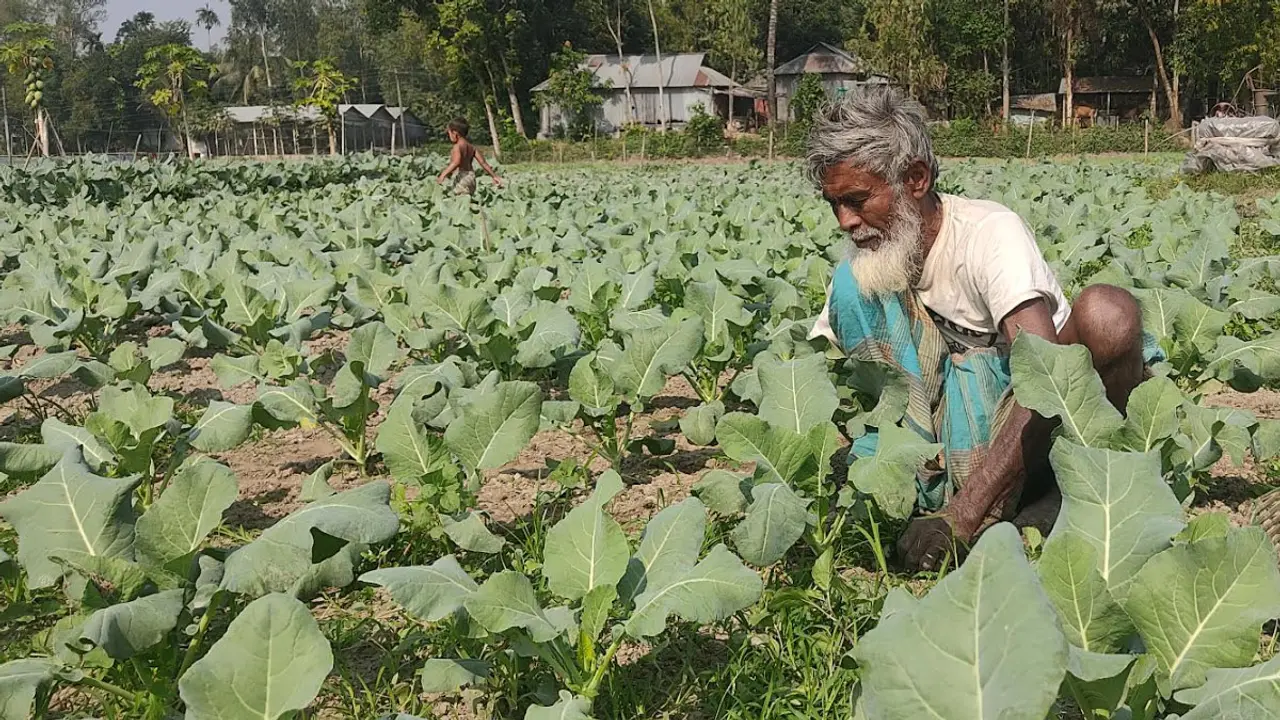 টাঙ্গাইলে শীতকালীন সবজিতে লাভের আশা চাষিদের