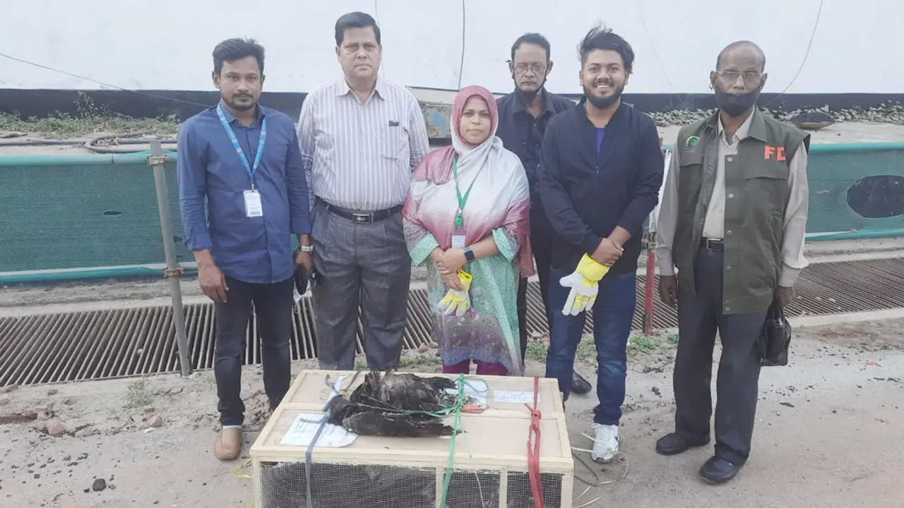 শাহজালাল বিমানবন্দরে ১০ বিদেশি ঈগল জব্দ, ২০ লাখ টাকা জরিমানা