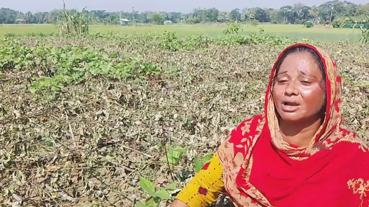 জমি বর্গা নিয়ে সবজি চাষ করেছিলেন হালিমা, কেটে দিলো দুর্বৃত্তরা