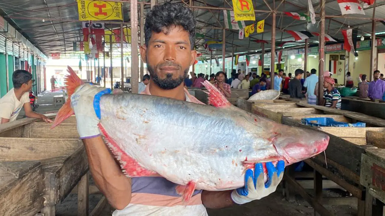হাতিয়ায় জেলেদের জালে মিলছে ঝাঁকে ঝাঁকে পাঙ্গাস