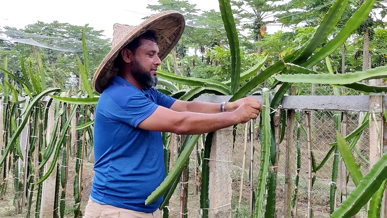নতুন পদ্ধতিতে ড্রাগন চাষ করে সফল উদ্যোক্তা ডন