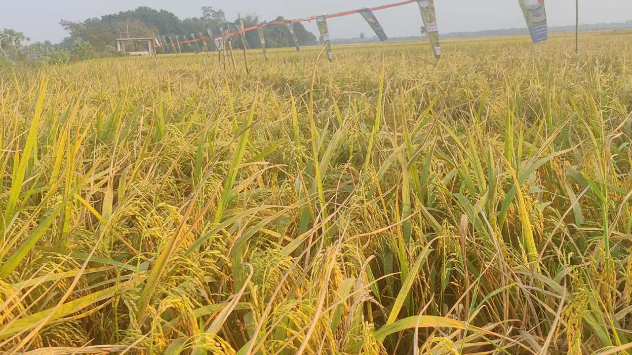 শৈলকুপায় ‘কারেন্ট পোকা’ প্রতিরোধক ধানের বাম্পার ফলন