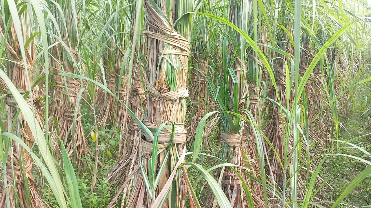 আখে আগ্রহ নেই চাষিদের, কমছে আবাদ