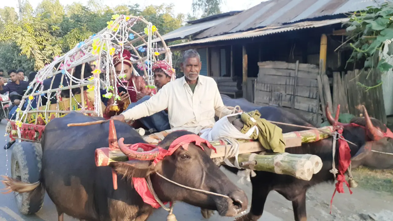 বংশের ঐতিহ্য ধরে রাখতে মহিষের গাড়িতে বিয়ে করতে গেলেন যুবক