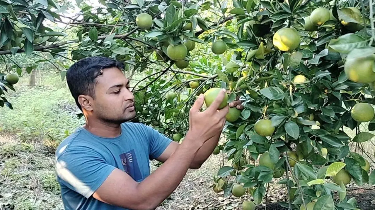 প্রবাসজীবন ছেড়ে ৭৫ লাখ টাকায় মাল্টা বাগান করলেন যুবক