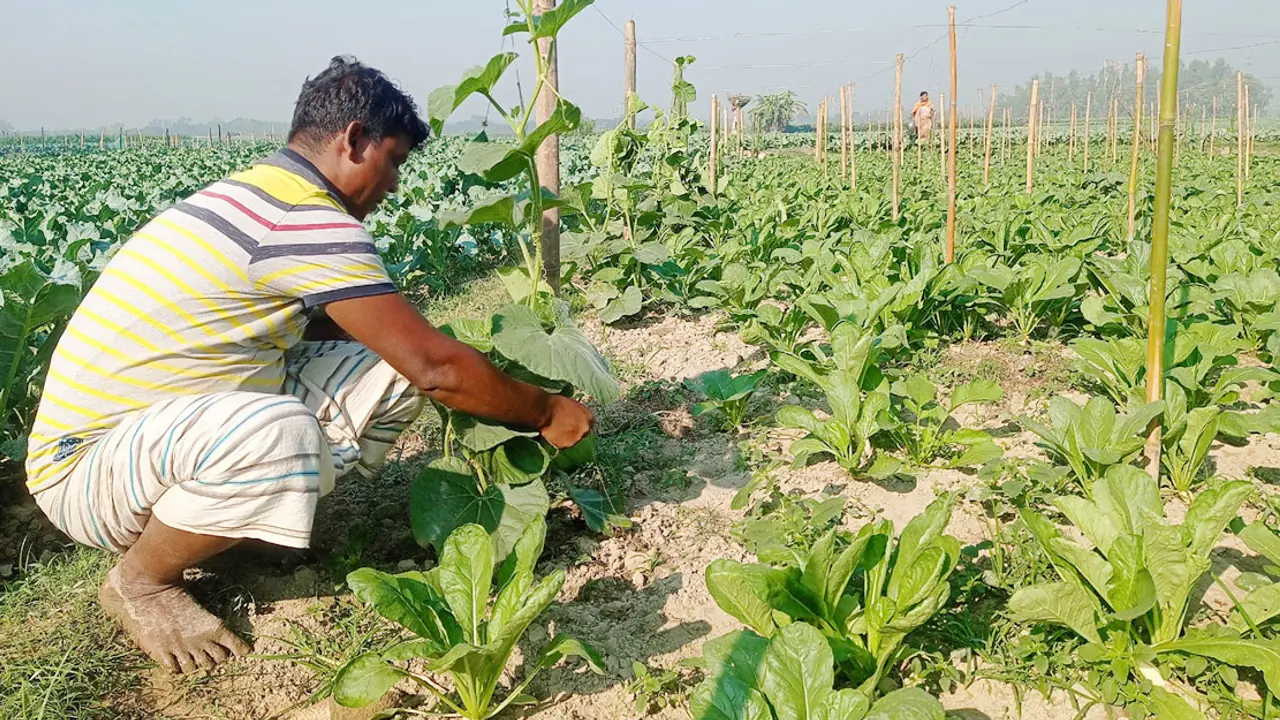 মানিকগঞ্জে শীতকালীন সবজি চাষে ব্যস্ত চাষিরা