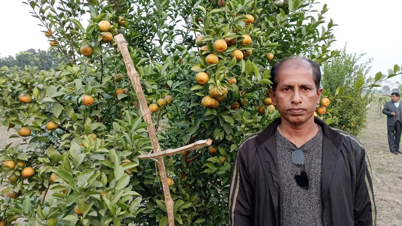 সমতলে চায়না কমলা চাষে স্কুলশিক্ষকের চমক