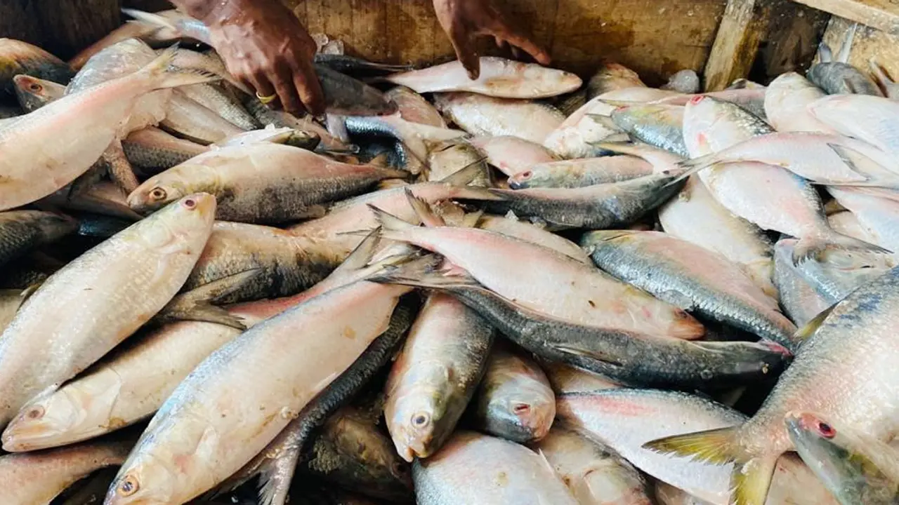 এবার এক ট্রলারে এলো ৯৫ মণ ইলিশ, ১২ লাখে বিক্রি