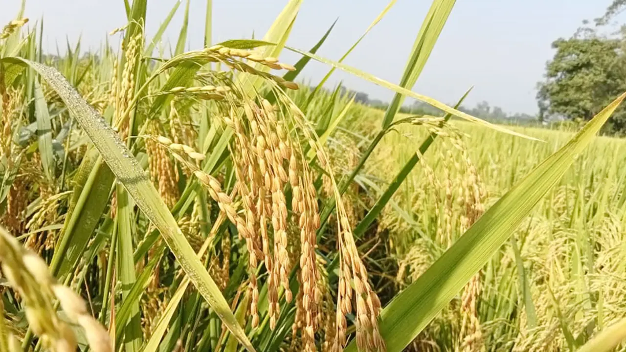 বেড়েছে আমন উৎপাদন, দাম নিয়ে শঙ্কায় কৃষক