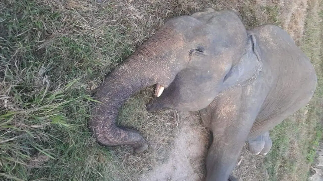 সাফারি পার্কে ২৪ ঘণ্টার ব্যবধানে আরও এক হাতির মৃত্যু