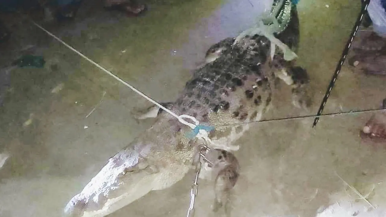 গোসাইরহাটে মাছের ঘের থেকে কুমির উদ্ধার