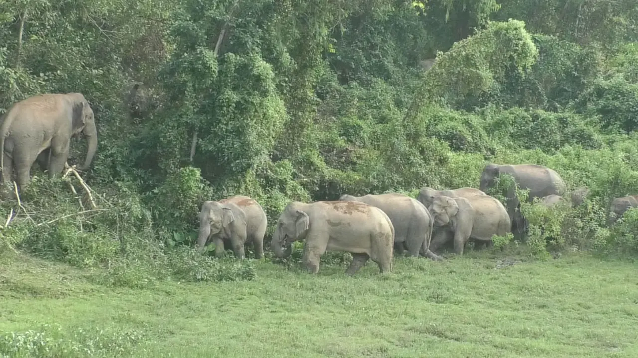 বন্যহাতির পায়ে পিষ্ট হয়ে প্রাণ গেল কৃষকের