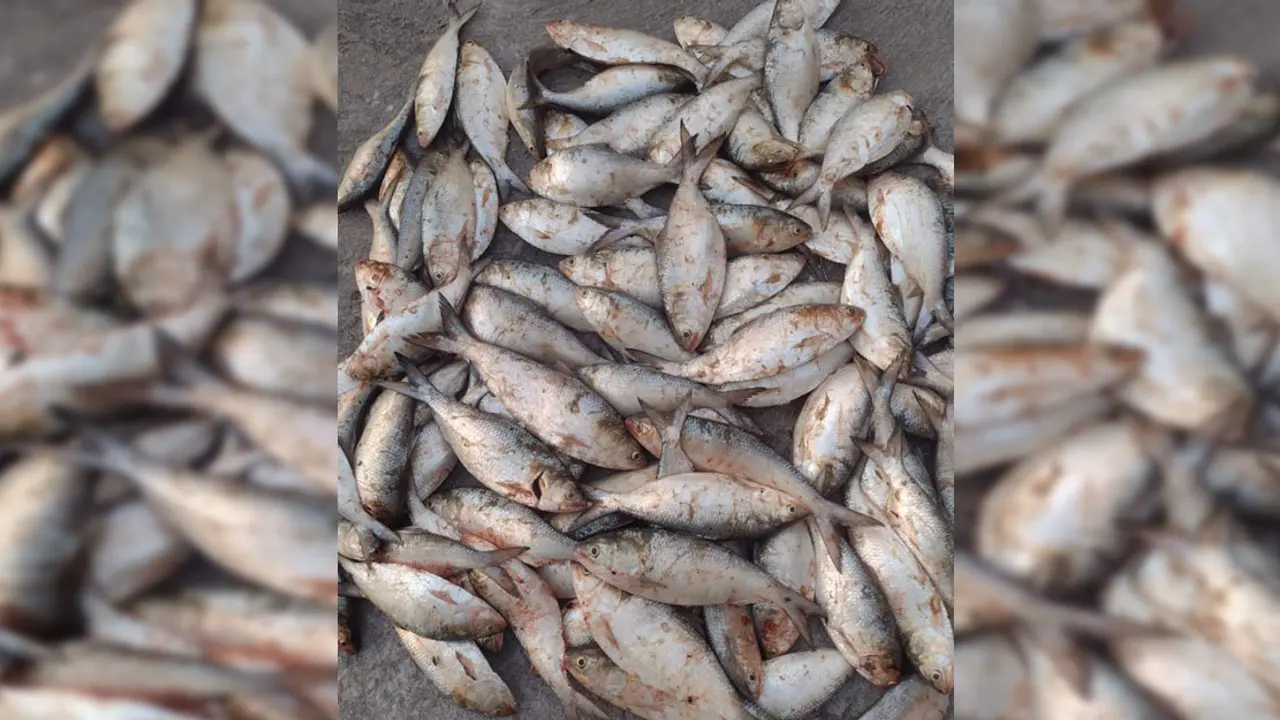 ১ মণ ইলিশ গেল এতিমখানায়