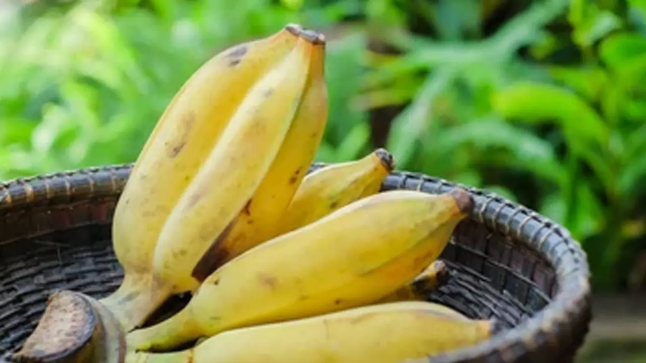 জোড়া কলা খেলে কী সত্যিই যমজ সন্তান হয়?