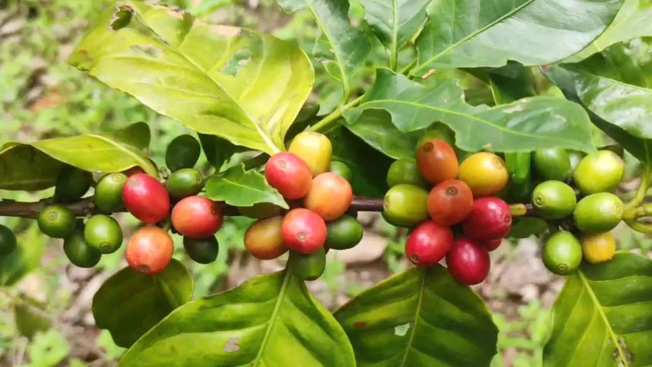 পাহাড়ে জনপ্রিয় হচ্ছে কফি চাষ