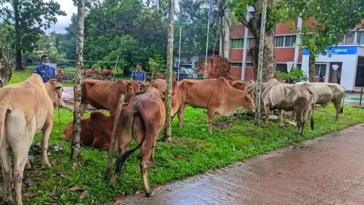 সক্রিয় পাচারকারী চক্র, মিয়ানমার থেকে অবাধে আসছে গরু-মহিষ