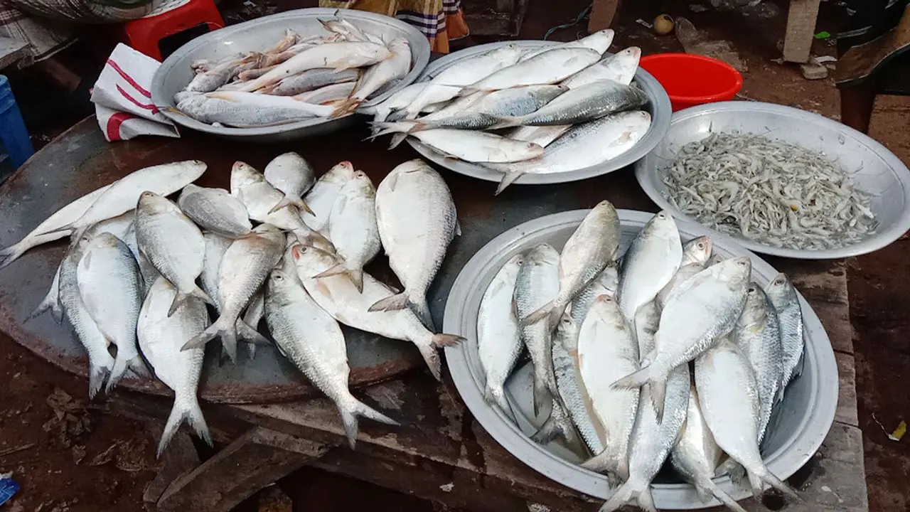 পায়রায় ধরাপড়া ইলিশ বিক্রি হয়ে যাচ্ছে ঘাটেই