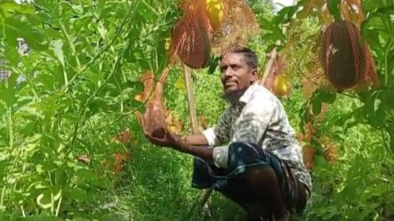 অসময়ে তরমুজ চাষে সফল জাব্বির