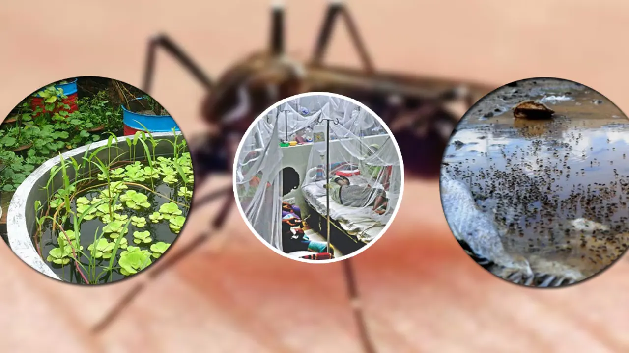 ছাদ-বাগান আর নির্মাণাধীন ভবন বাড়িয়েছে ডেঙ্গু!