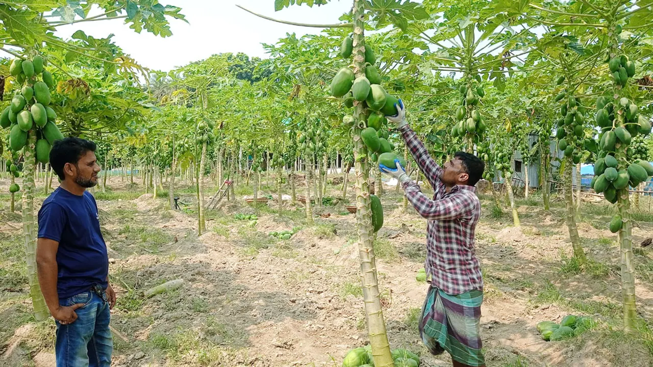 গোলাপে হতাশা কাটিয়ে পেঁপে চাষে সফল বিপ্লব, বছরে আয় ১৫ লাখ