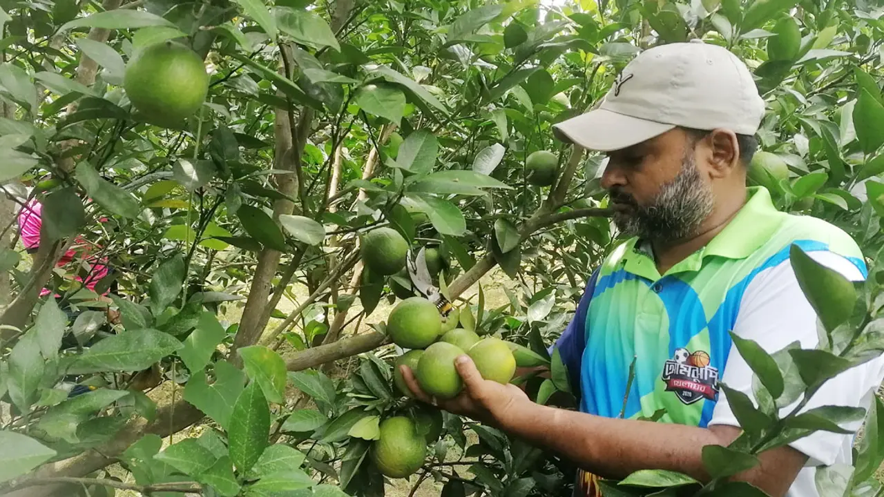 মেহেরপুরে মালটা চাষে পাঁচ বন্ধুর সফলতা