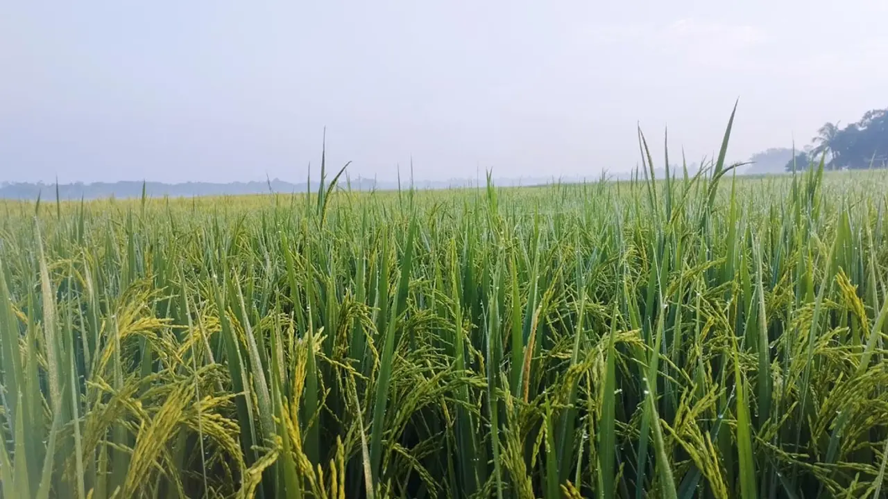 মৌলভীবাজারে আগাম শীতের আমেজ
