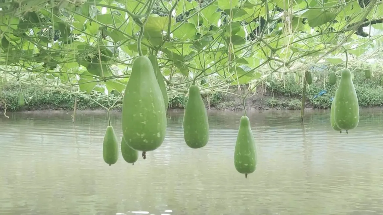 পুকুরপাড়ে লাউ চাষ করে লাভবান কৃষক রতন