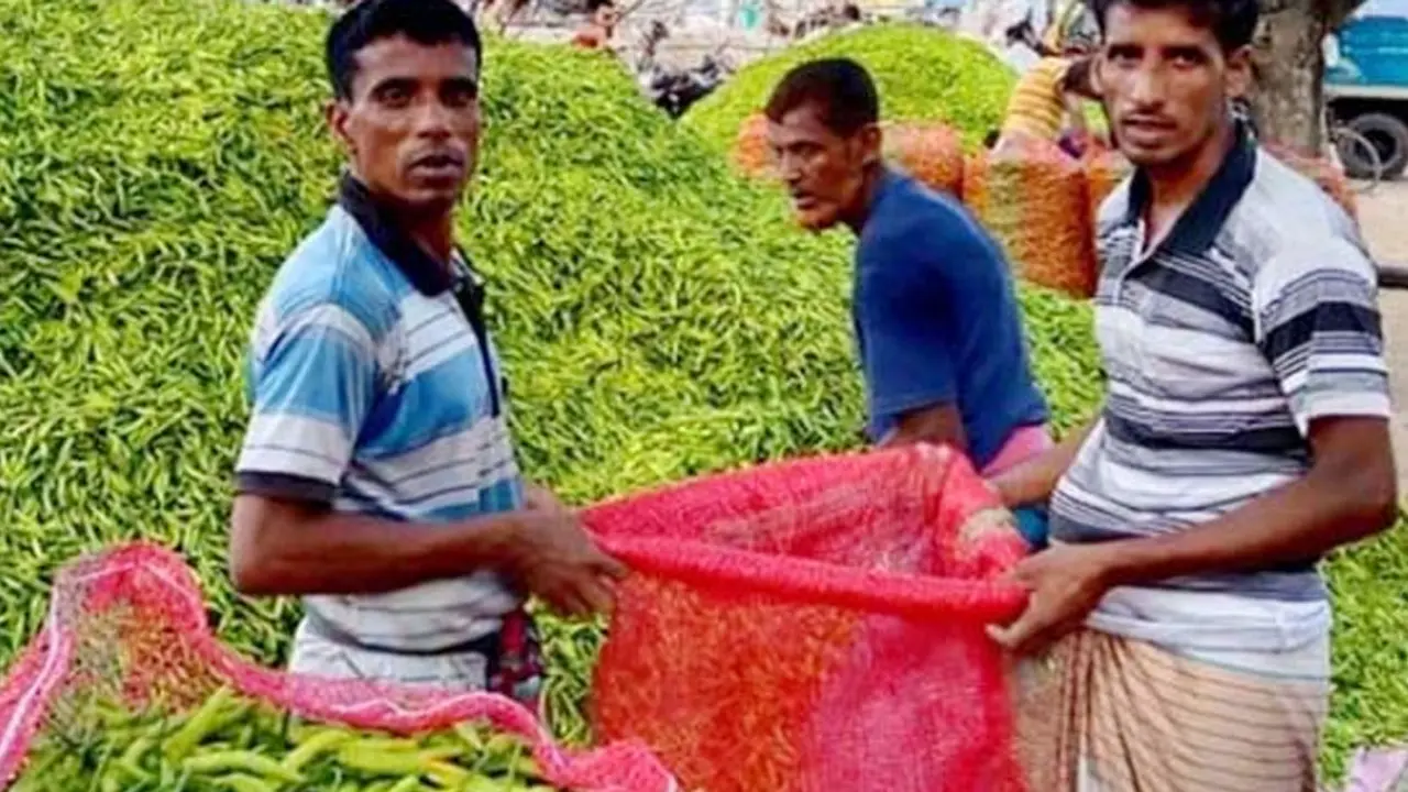 বগুড়ায় কাঁচা মরিচের কেজি ১২ টাকা