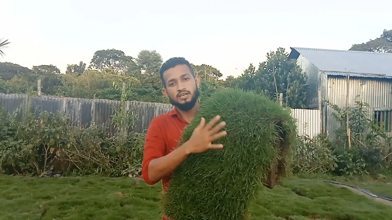 প্রবাস থেকে ফিরে মেক্সিকান ঘাস চাষে সফল রাব্বি