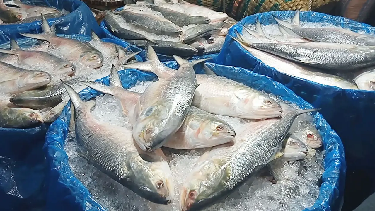 চাঁদপুরে বেড়েছে ইলিশের সরবরাহ, দাম চড়া